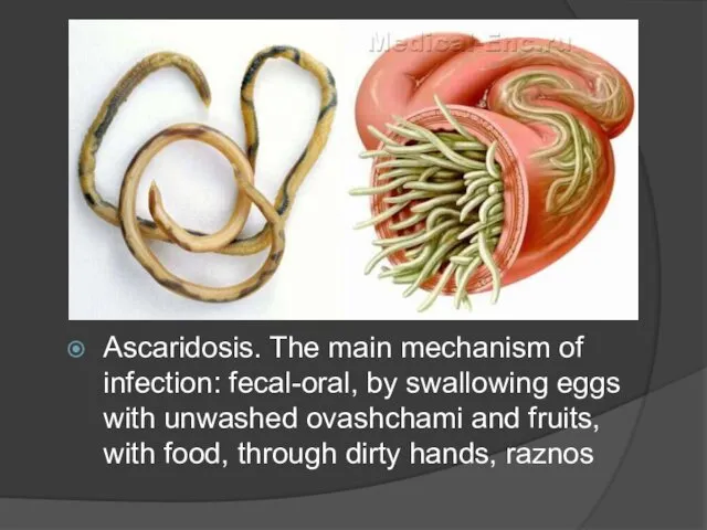 Ascaridosis. The main mechanism of infection: fecal-oral, by swallowing eggs with