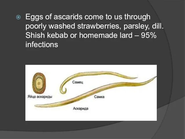 Eggs of ascarids come to us through poorly washed strawberries, parsley,