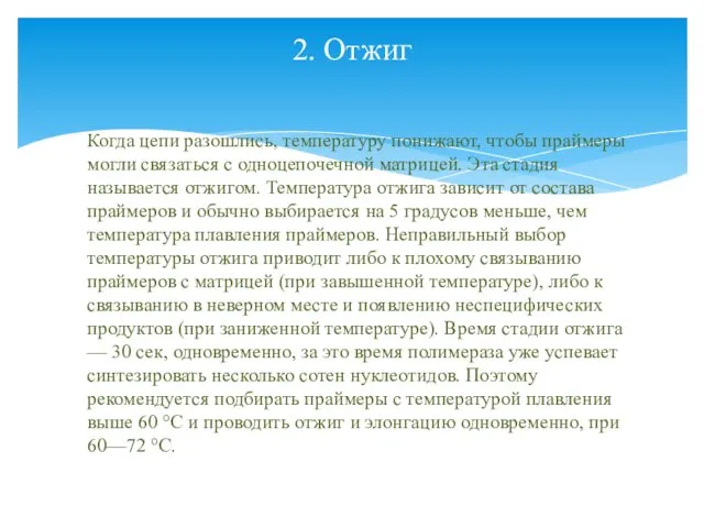 2. Отжиг Когда цепи разошлись, температуру понижают, чтобы праймеры могли связаться