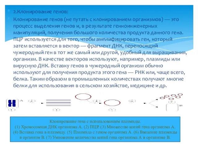 2.Клонирование генов: Клонирование генов (не путать с клонированием организмов) — это