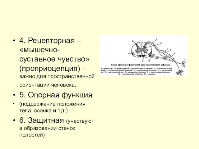 4. Рецепторная – «мышечно-суставное чувство» (проприоцепция) – важно для пространственной ориентации