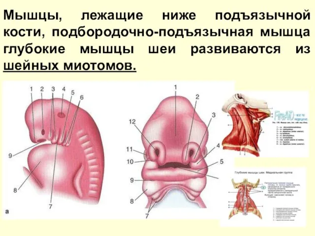 Мышцы, лежащие ниже подъязычной кости, подбородочно-подъязычная мышца глубокие мышцы шеи развиваются из шейных миотомов.