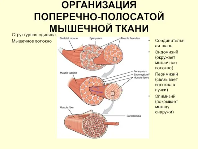 ОРГАНИЗАЦИЯ ПОПЕРЕЧНО-ПОЛОСАТОЙ МЫШЕЧНОЙ ТКАНИ Соединительная ткань: Эндомизий (окружает мышечное волокно) Перимизий