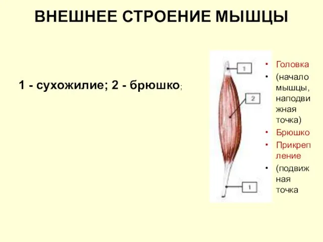 ВНЕШНЕЕ СТРОЕНИЕ МЫШЦЫ 1 - сухожилие; 2 - брюшко; Головка (начало