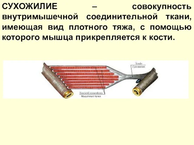 СУХОЖИЛИЕ – совокупность внутримышечной соединительной ткани, имеющая вид плотного тяжа, с