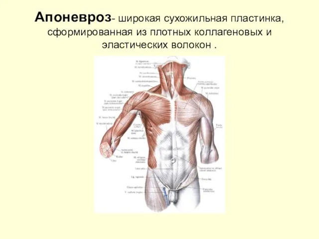 Апоневроз- широкая сухожильная пластинка, сформированная из плотных коллагеновых и эластических волокон .