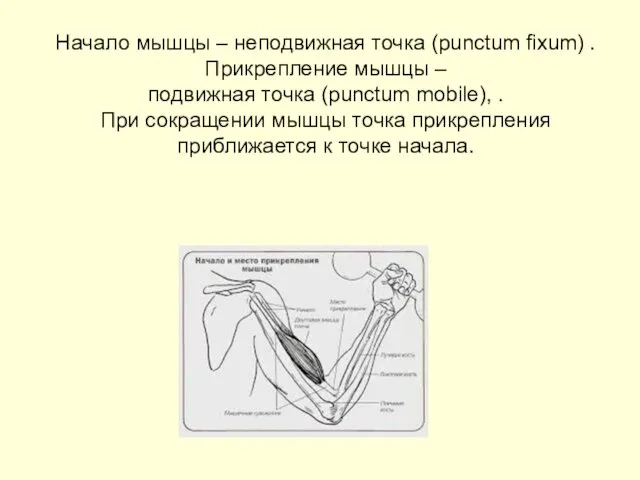 Начало мышцы – неподвижная точка (punctum fixum) . Прикрепление мышцы –