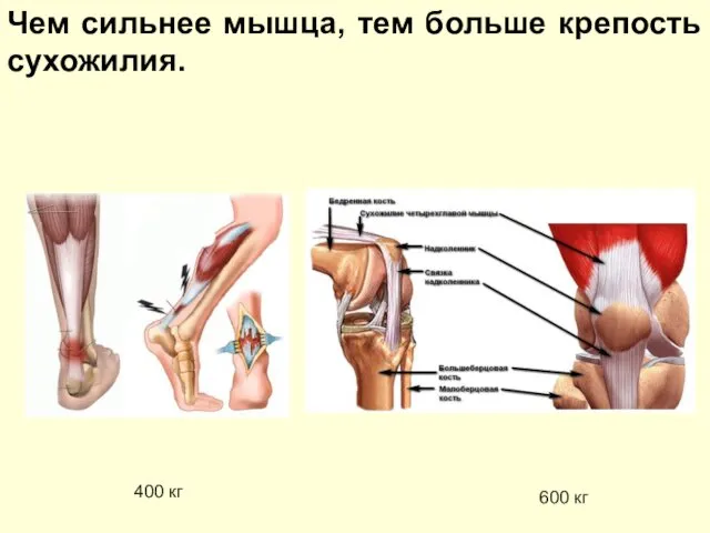 Чем сильнее мышца, тем больше крепость сухожилия. 400 кг 600 кг