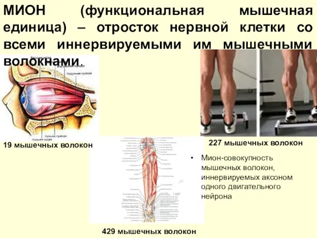 19 мышечных волокон 227 мышечных волокон 429 мышечных волокон МИОН (функциональная