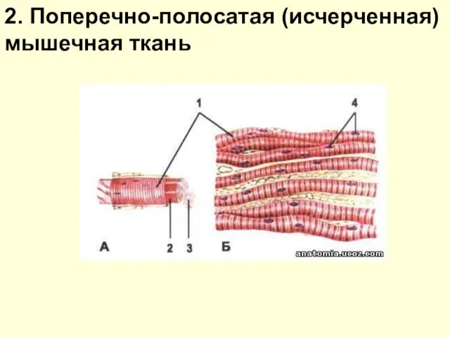 2. Поперечно-полосатая (исчерченная) мышечная ткань