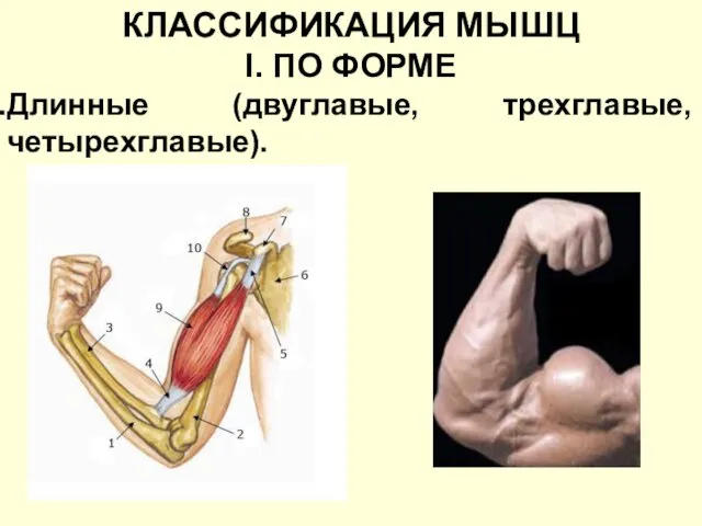 КЛАССИФИКАЦИЯ МЫШЦ I. ПО ФОРМЕ Длинные (двуглавые, трехглавые, четырехглавые).