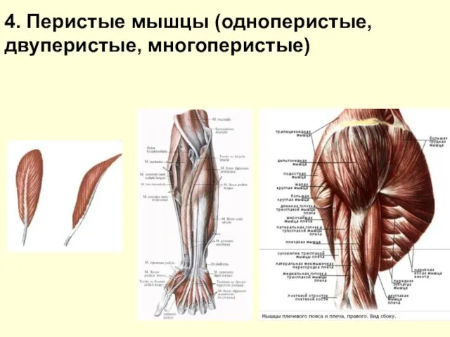 4. Перистые мышцы (одноперистые, двуперистые, многоперистые)