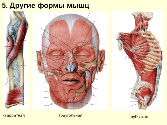 5. Другие формы мышц квадратная треугольная зубчатая