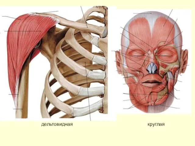 дельтовидная круглая