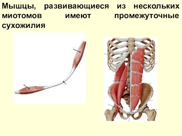 Мышцы, развивающиеся из нескольких миотомов имеют промежуточные сухожилия