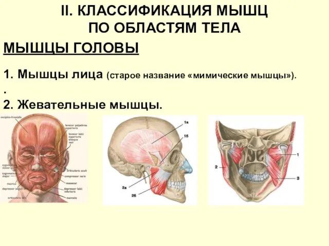 II. КЛАССИФИКАЦИЯ МЫШЦ ПО ОБЛАСТЯМ ТЕЛА МЫШЦЫ ГОЛОВЫ 1. Мышцы лица