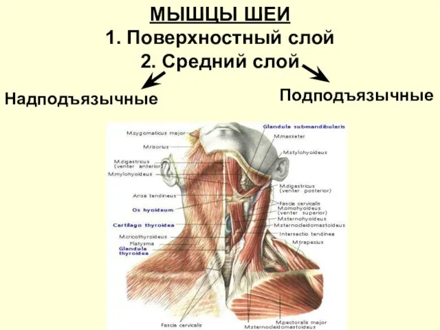 МЫШЦЫ ШЕИ 1. Поверхностный слой 2. Средний слой Надподъязычные Подподъязычные