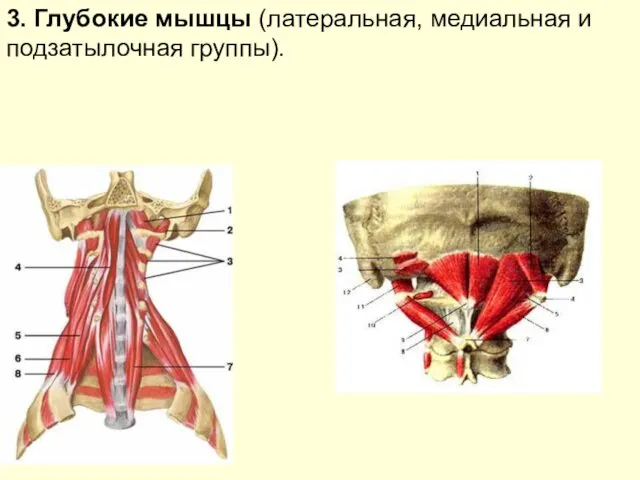 3. Глубокие мышцы (латеральная, медиальная и подзатылочная группы).