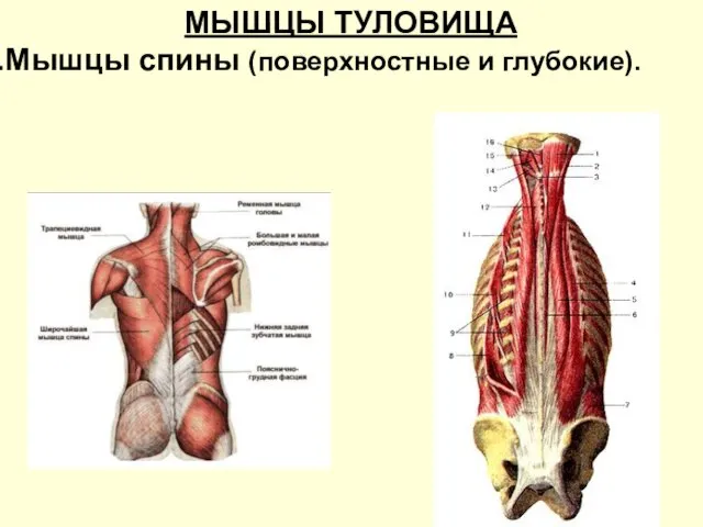 МЫШЦЫ ТУЛОВИЩА Мышцы спины (поверхностные и глубокие).