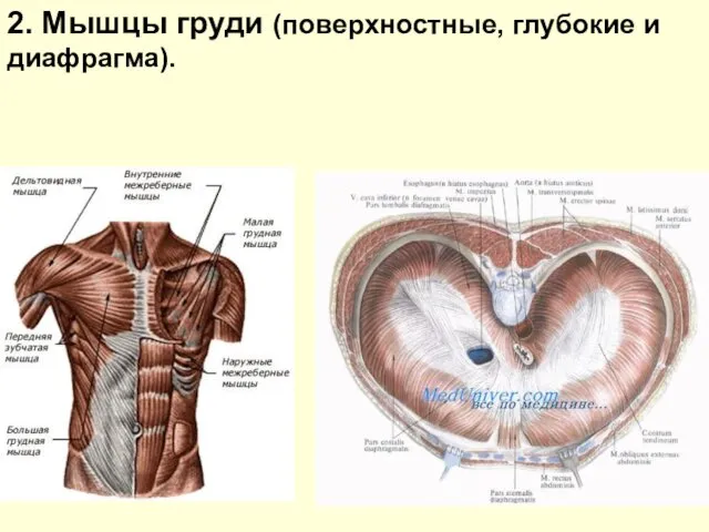 2. Мышцы груди (поверхностные, глубокие и диафрагма).