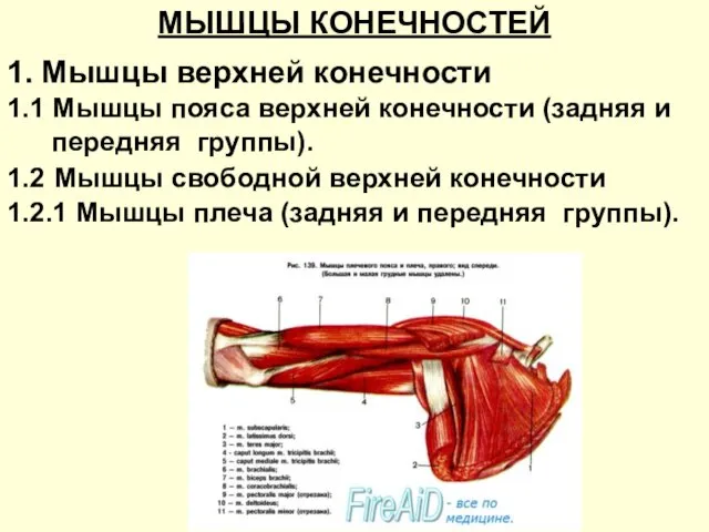 МЫШЦЫ КОНЕЧНОСТЕЙ 1. Мышцы верхней конечности 1.1 Мышцы пояса верхней конечности