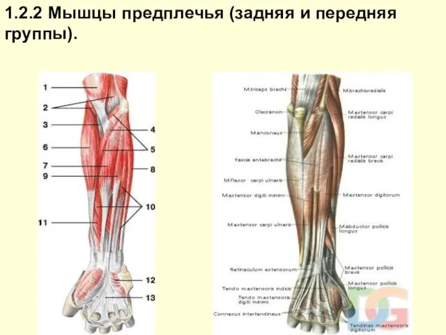 1.2.2 Мышцы предплечья (задняя и передняя группы).