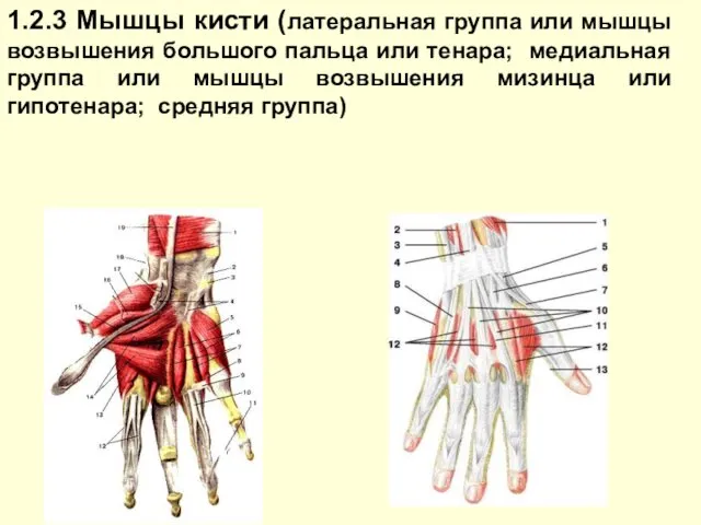 1.2.3 Мышцы кисти (латеральная группа или мышцы возвышения большого пальца или