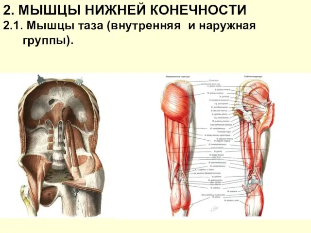 2. МЫШЦЫ НИЖНЕЙ КОНЕЧНОСТИ 2.1. Мышцы таза (внутренняя и наружная группы).