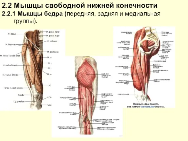 2.2 Мышцы свободной нижней конечности 2.2.1 Мышцы бедра (передняя, задняя и медиальная группы).