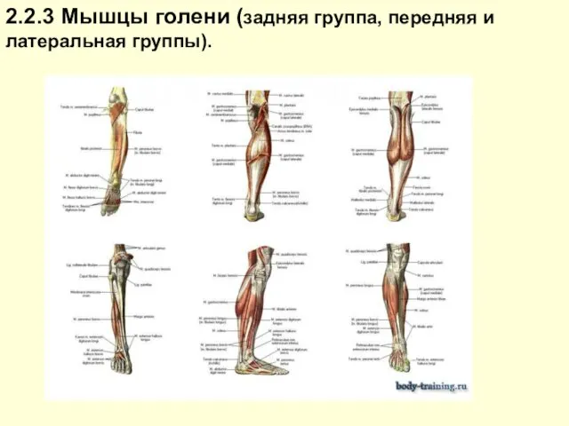 2.2.3 Мышцы голени (задняя группа, передняя и латеральная группы).