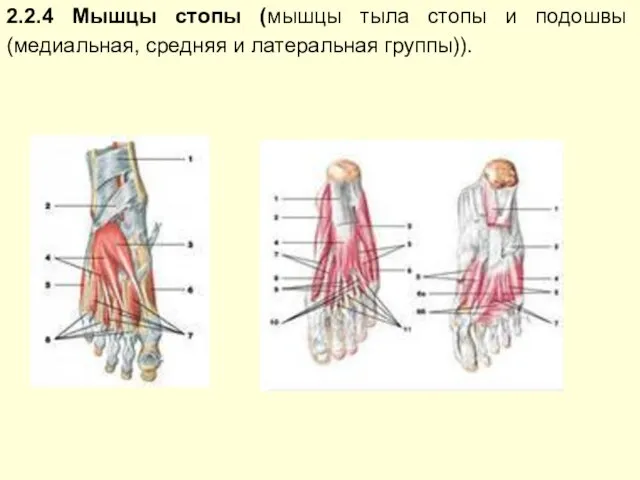 2.2.4 Мышцы стопы (мышцы тыла стопы и подошвы (медиальная, средняя и латеральная группы)).