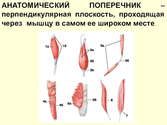 АНАТОМИЧЕСКИЙ ПОПЕРЕЧНИК – перпендикулярная плоскость, проходящая через мышцу в самом ее широком месте.