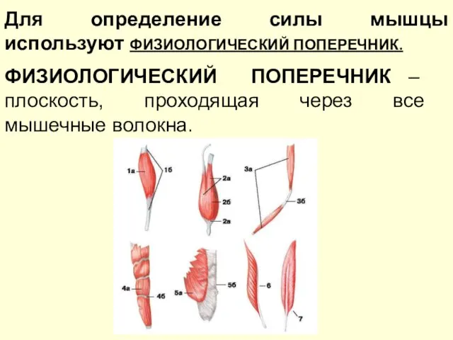 ФИЗИОЛОГИЧЕСКИЙ ПОПЕРЕЧНИК – плоскость, проходящая через все мышечные волокна. Для определение силы мышцы используют ФИЗИОЛОГИЧЕСКИЙ ПОПЕРЕЧНИК.