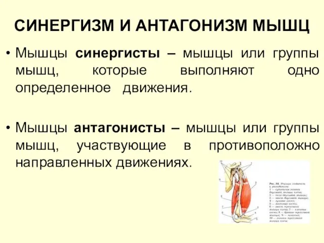 СИНЕРГИЗМ И АНТАГОНИЗМ МЫШЦ Мышцы синергисты – мышцы или группы мышц,