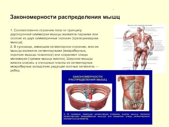 Закономерности распределения мышц . 1. Соответственно строению тела по принципу двусторонней