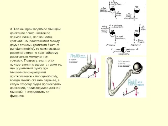 3. Так как производимое мышцей движение совершается по прямой линии, являющейся