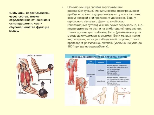 4. Мышцы, перекидываясь через сустав, имеют определенное отношение к осям вращения,