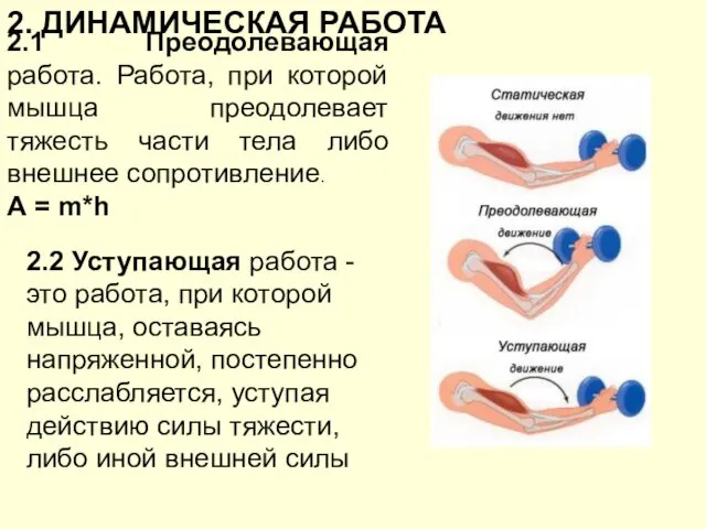 2. ДИНАМИЧЕСКАЯ РАБОТА 2.1 Преодолевающая работа. Работа, при которой мышца преодолевает