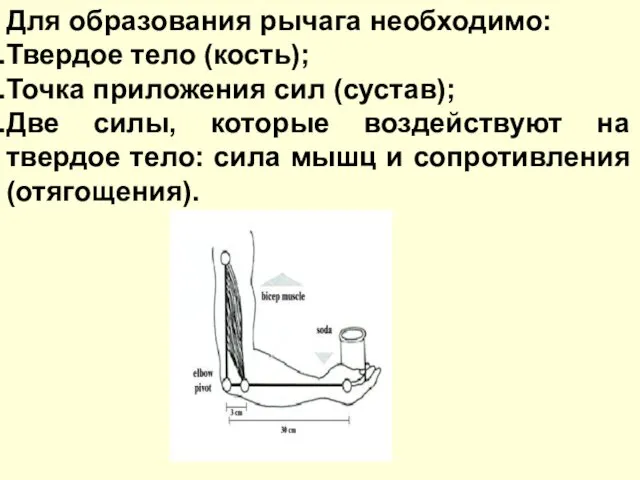 Для образования рычага необходимо: Твердое тело (кость); Точка приложения сил (сустав);