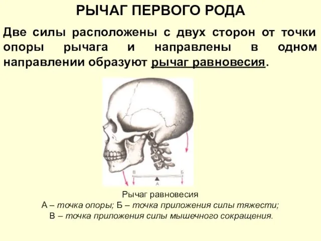 Две силы расположены с двух сторон от точки опоры рычага и