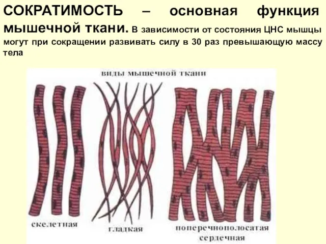 СОКРАТИМОСТЬ – основная функция мышечной ткани. В зависимости от состояния ЦНС