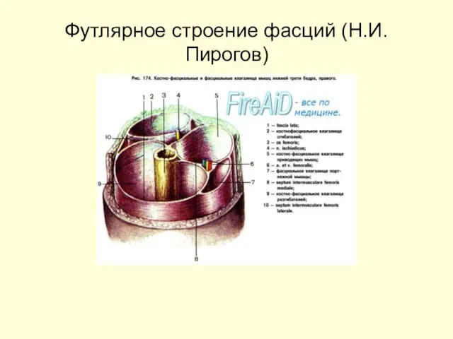 Футлярное строение фасций (Н.И.Пирогов)