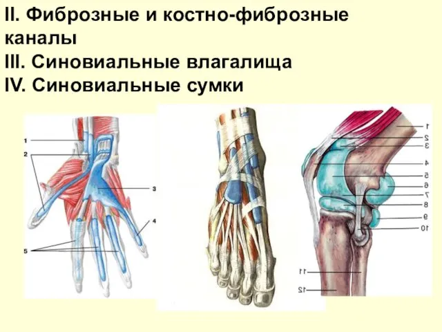 II. Фиброзные и костно-фиброзные каналы III. Синовиальные влагалища IV. Синовиальные сумки