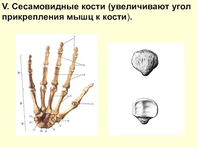 V. Сесамовидные кости (увеличивают угол прикрепления мышц к кости).