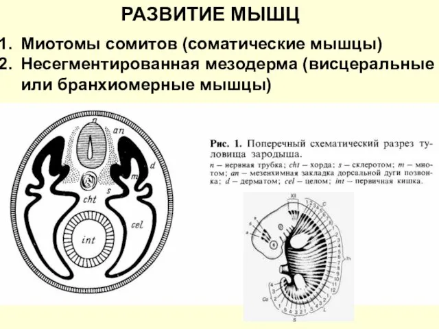 РАЗВИТИЕ МЫШЦ Миотомы сомитов (соматические мышцы) Несегментированная мезодерма (висцеральные или бранхиомерные мышцы)