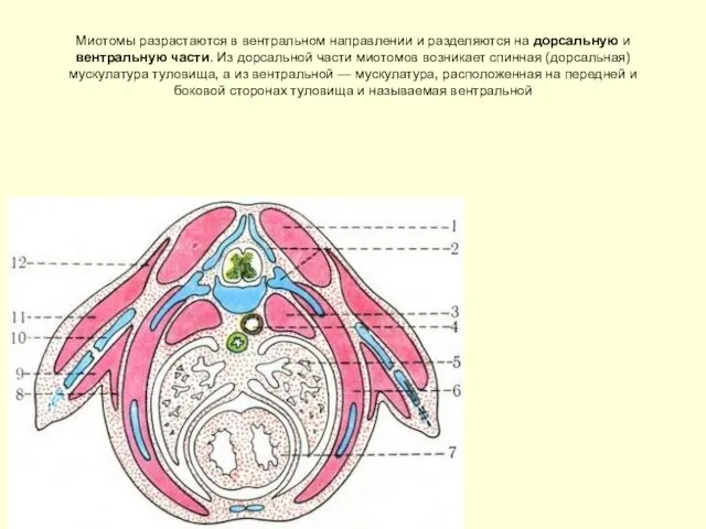 Миотомы разрастаются в вентральном направлении и разделяются на дорсальную и вентральную