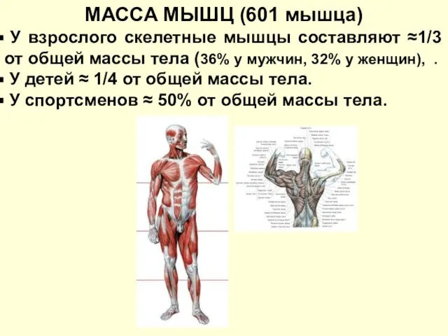 У взрослого скелетные мышцы составляют ≈1/3 от общей массы тела (36%