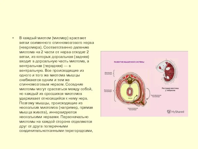 В каждый миотом (миомер) врастают ветви соименного спинномозгового нерва (невромера). Соответственно