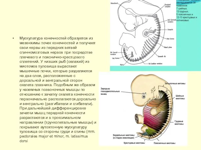 Мускулатура конечностей образуется из мезенхимы почек конечностей и получает свои нервы