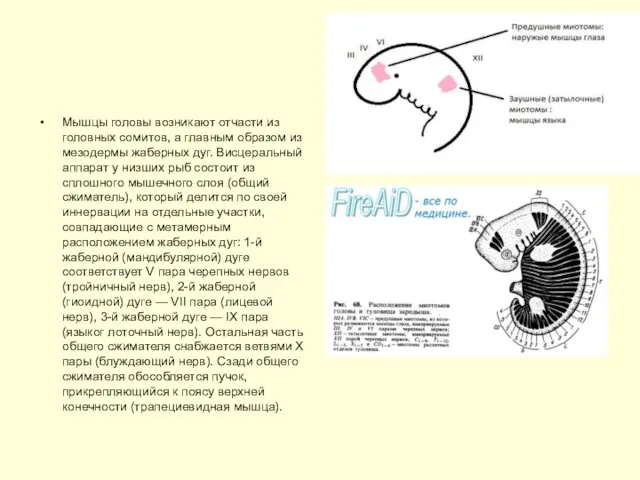 Мышцы головы возникают отчасти из головных сомитов, а главным образом из